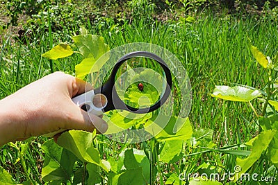 A hand with a magnifier increases the red beetle on a green leaf of a plant Stock Photo