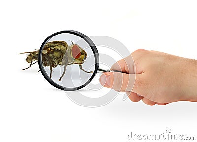 Hand magnifying fly Stock Photo