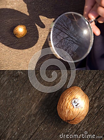 Hand with a magnifying glass burning walnut Stock Photo