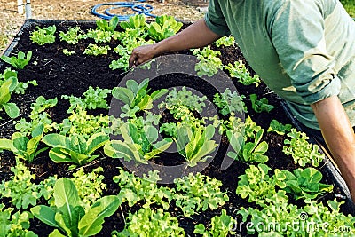 Hand of male farmer using a food fork to shovel soil to cultivate earthworms in an organic vegetable garden. Use simple equipment Stock Photo