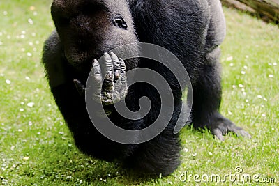 Gorilla silverback showing hand with fingers, skin, nails in front of face Stock Photo