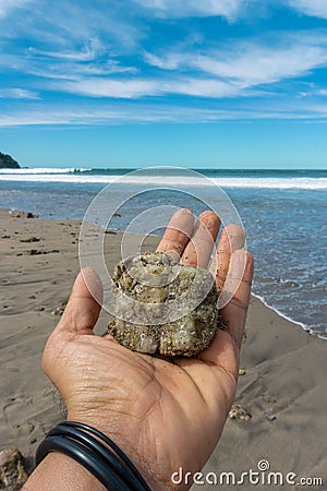 Hand Male Holding a Sea Stone on Virgin Mexican Beach. Stock Photo