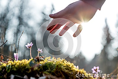 Hand of a man above a mossy rock with new delicate blue flower Stock Photo