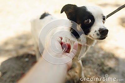 Hand of man caress little scared dog from shelter posing outside Stock Photo