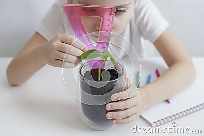 Hand measuring height of seed pods germination. The little child cultivates the land around the green young seedling Stock Photo