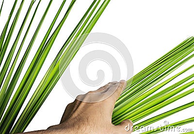 Hand opening leaves Stock Photo