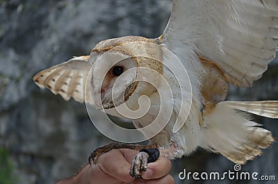Hand-owl in Abkhazia Stock Photo