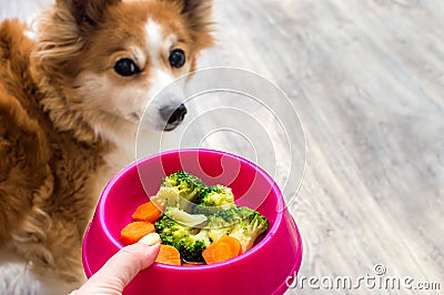 Hand of the owner with a bowl of vegetables for the dog close-up. Ginger dog soft focus Stock Photo