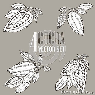 Hand painted cocoa botany illustration set. Decorative doodles of healthy nutrient food. Vector Illustration