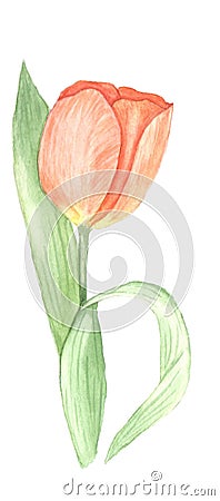 beautiful watercolor hand painted red tulip Stock Photo