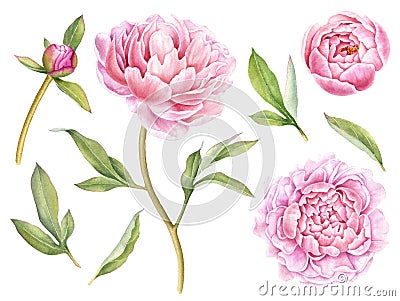 Hand painted floral elements collection. Watercolor botanical illustration of peony,buds and leaves. Cartoon Illustration