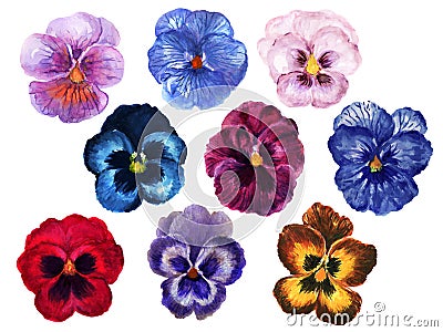 Hand painted floral pansy botanical blossom deep color and light navy wine burgundy red pink purple blue brown element set Stock Photo