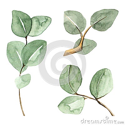 Hand painted green eucalyptus branches. Stock Photo