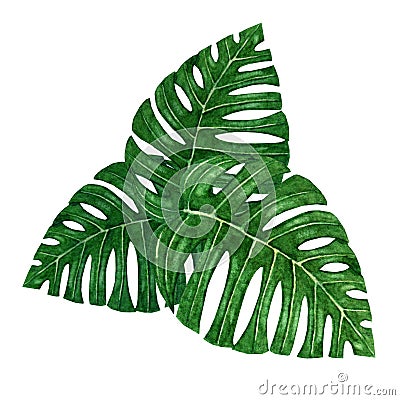 Hand painted group of three watercolor tropical monstera leaves Stock Photo