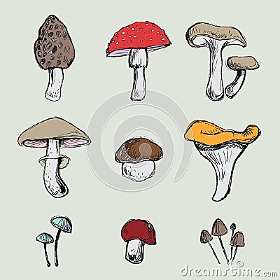 Hand- painted mushrooms set Vector Illustration