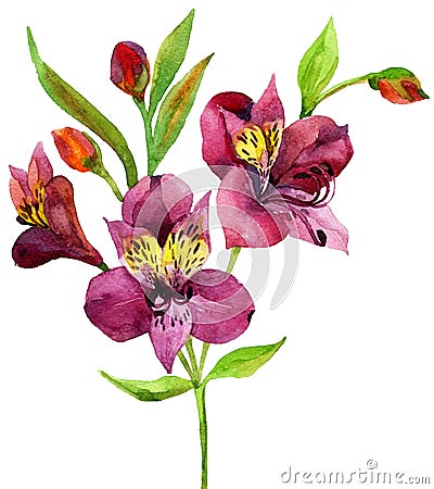 Hand painted pink alstroemeria. Cartoon Illustration