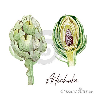 Hand painted vegetable Artichoke. Watercolor vegeterian food for design menu, veggie blog Stock Photo