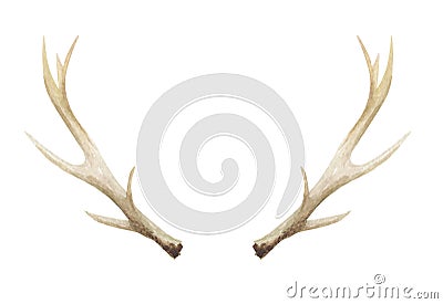 Watercolor Antlers Deer Stag Horns Bone Painted Stock Photo