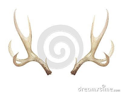 Watercolor Antlers Deer Stag Horns Bone Painted Stock Photo