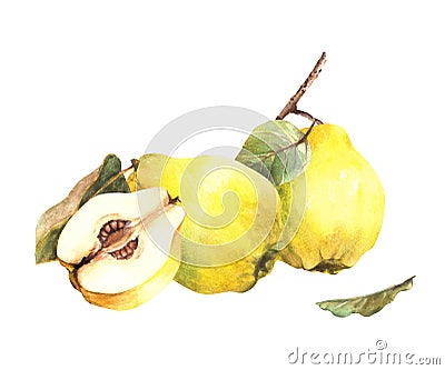 Watercolor painted arrangement Yellow quince whole, cut fruits, leaves Isolated clipart illustration Cartoon Illustration