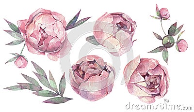 Watercolor set with peonies. Hand drawn illustration on white background. Cartoon Illustration