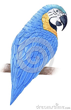 Hand painted watercolor blue macaw parrot sitting on the branch Stock Photo