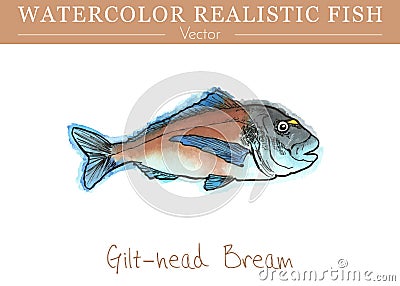 Hand painted watercolor edible fish. Vector design Vector Illustration