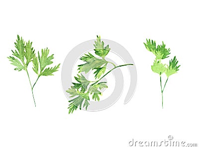 Watercolor illustration fresh greens set - parsley leaf isolated on white background. Cartoon Illustration