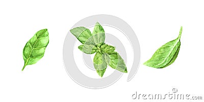 watercolor illustration set fresh green basil leaves. Cartoon Illustration