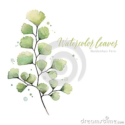 Hand painted watercolor Maidenhair Fern Vector Illustration