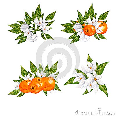 Hand painted watercolor orange blossom and fruits compositions Stock Photo