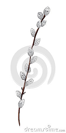 Hand painted watercolor Pussy Willow branch. Stock Photo