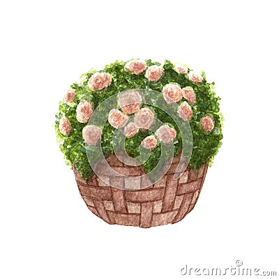 Hand painted watercolor roses in the basket isolated Stock Photo