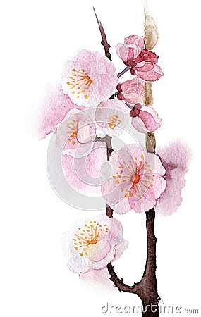 Hand Painted Wild apricot, cherry Cartoon Illustration