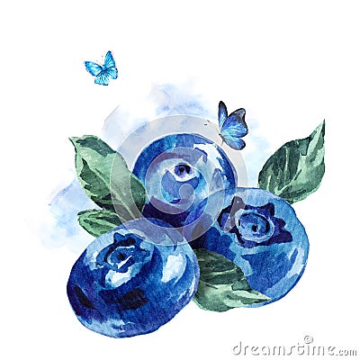 Hand painting summer watercolor blueberries Cartoon Illustration