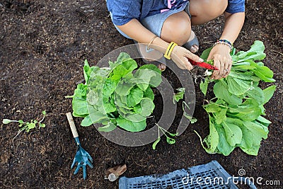 hand of people harvest clean organic vegetable in home garden for natural cooking food for health care life style Stock Photo