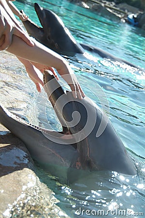 Hand petting dolphin Stock Photo