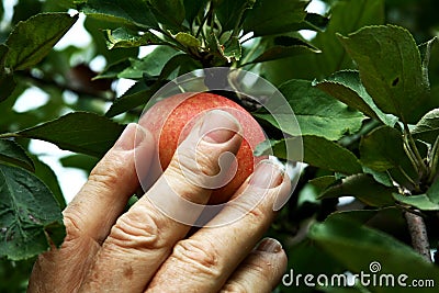 Hand picking an apple Stock Photo