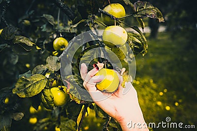 Hand picking apples directly from a tree Stock Photo