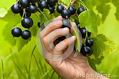 Hand picking berries of black currant, closeup Stock Photo