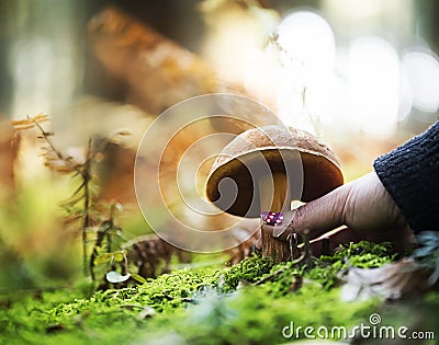 Hand is picking a boletus erythropus Stock Photo