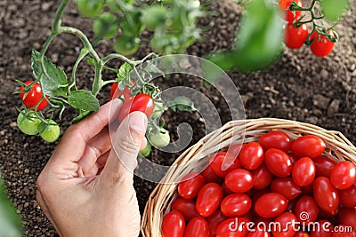 Hand picking cherry tomatoes from the plant with basket Stock Photo