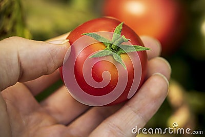 Hand picking homegrown tomato Stock Photo