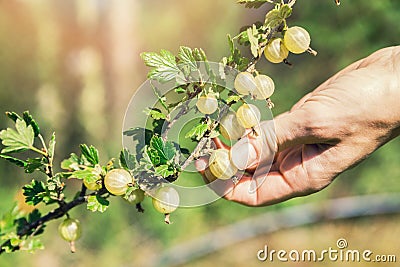 Hand picking ripe berries of gooseberry bush Stock Photo