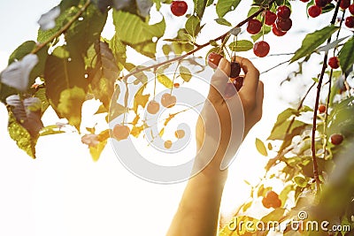 Hand picking a sweet cherry fruit in backlight Stock Photo