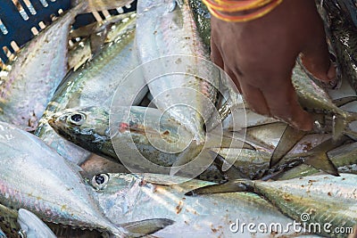 Someone collecting the fishes from the basket Stock Photo