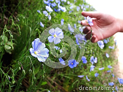 Hand Picking Wildflowers Stock Photo