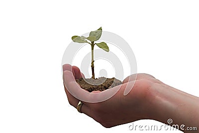 Hand + plant Stock Photo