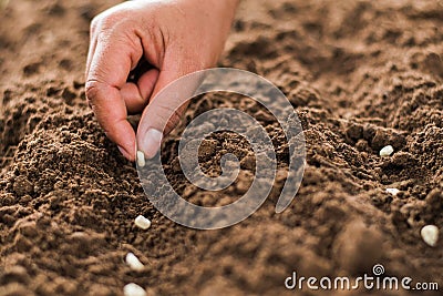 hand planting corn seed of marrow in the vegetable Stock Photo