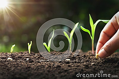 hand planting corn seed of marrow in the vegetable garden with sunshine Stock Photo